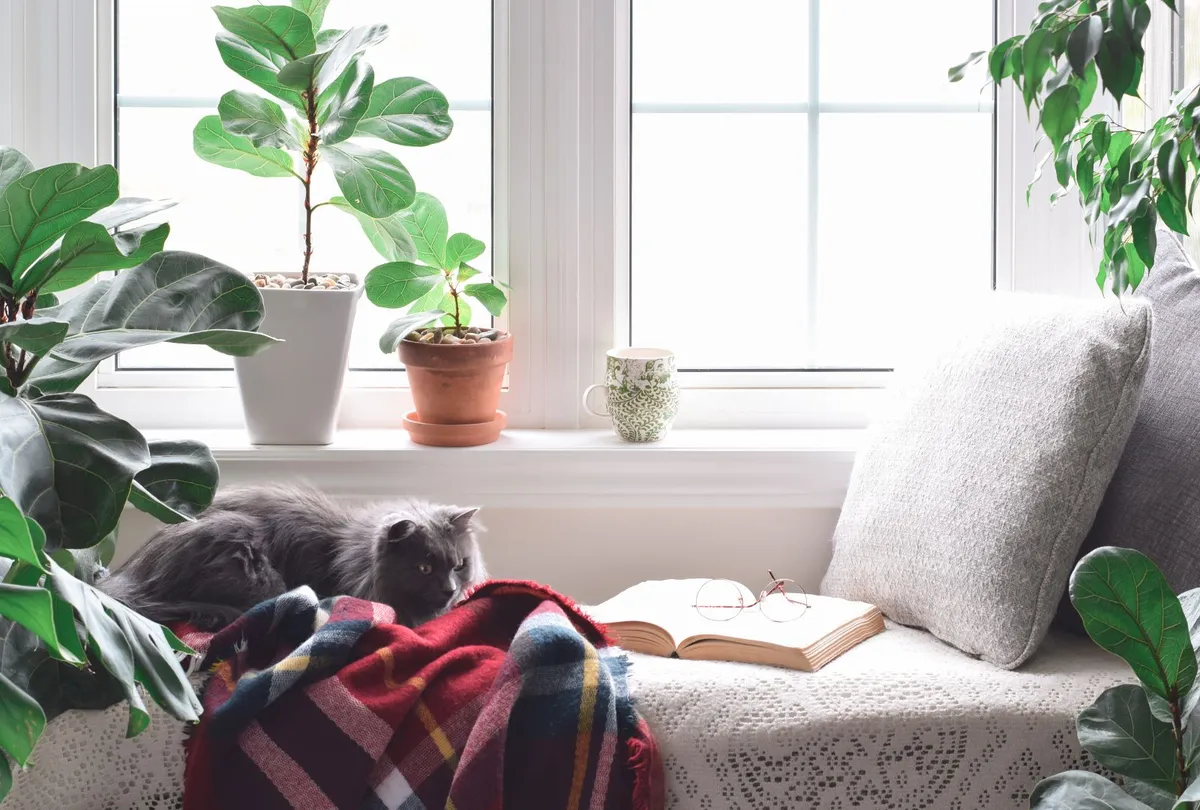 Cute Cat Sitting in Cozy Reading Nook by a Window